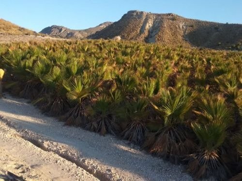 Terrain dans Fortuna, Murcia à vendre - Photo du bâtiment - Image 2 de 7