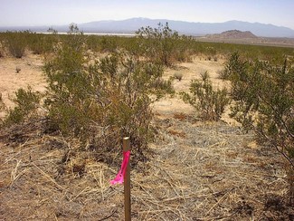 Plus de détails pour Blanco Rd, El Mirage, CA - Terrain à louer