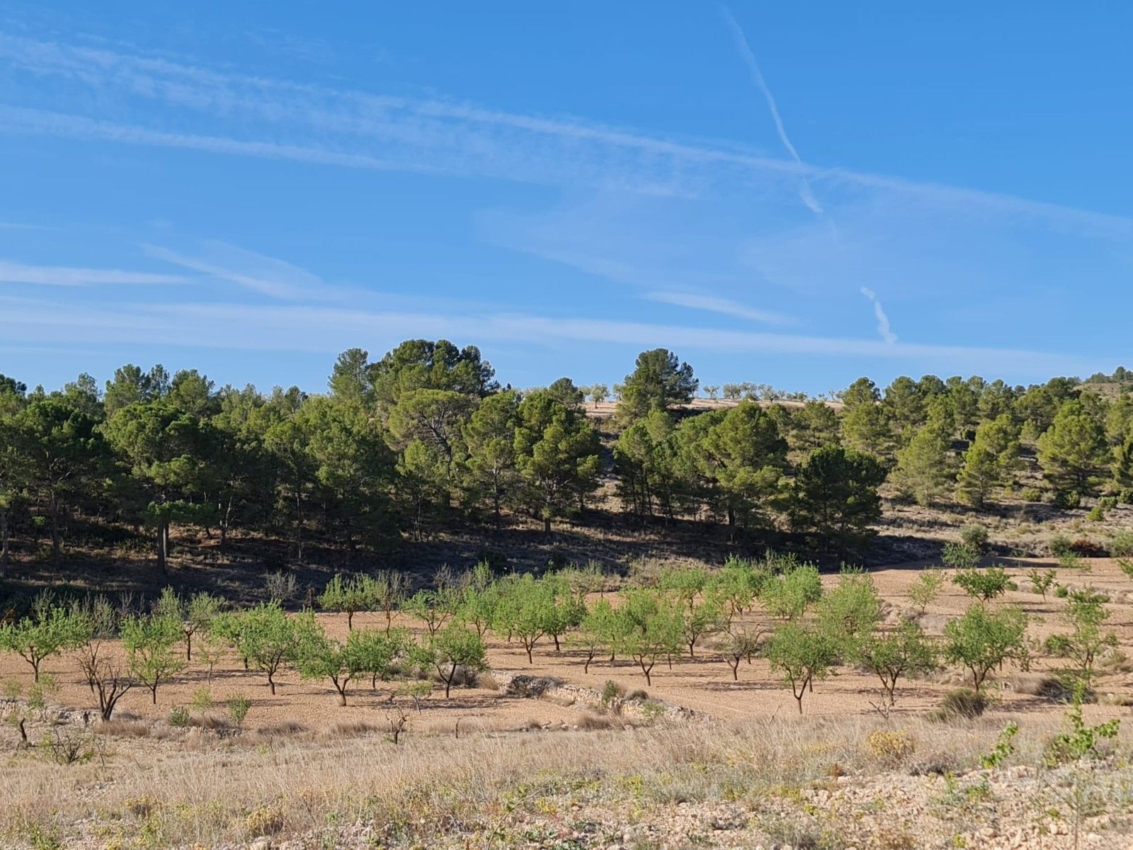 Land in Yecla, Murcia for sale Primary Photo- Image 1 of 16