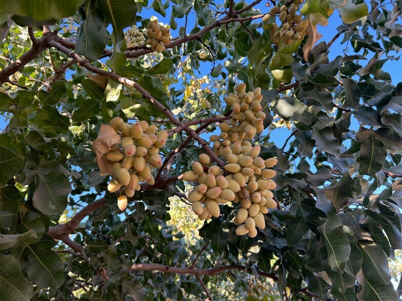 10431 S Bethel Ave, Selma, CA à vendre - Photo du bâtiment - Image 3 de 27