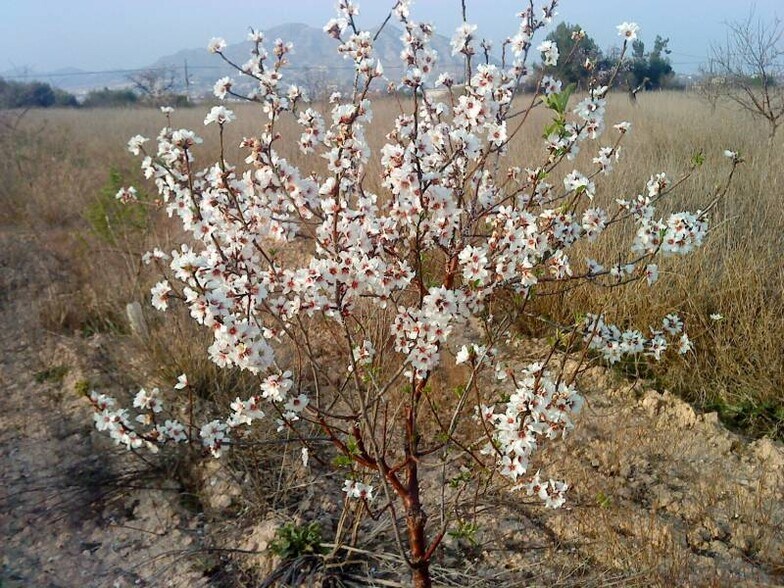 Land in Aspe, Alicante for sale - Primary Photo - Image 1 of 5