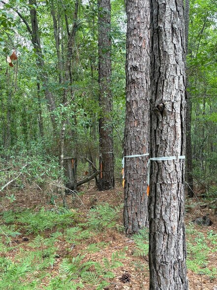 00 Aaron Ln, Summerville, SC for sale - Other - Image 2 of 3