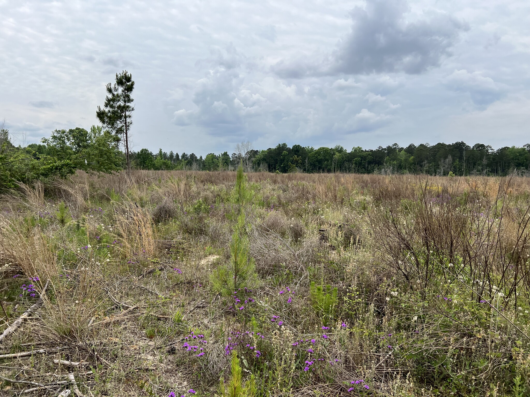 Longstreet Church Road, Cochran, GA for sale Other- Image 1 of 1