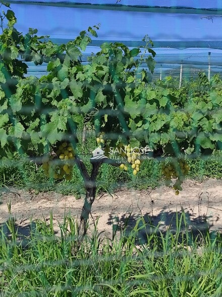 Land in Monforte del Cid, Alicante for sale - Primary Photo - Image 1 of 8