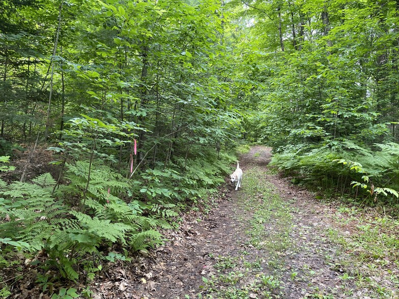 TBD off Cooper Lake Road, Ishpeming, MI à vendre - Photo principale - Image 1 de 13