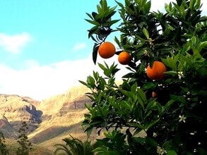 San Bartolomé de Tirajana, LP - Aérien  Vue de la carte