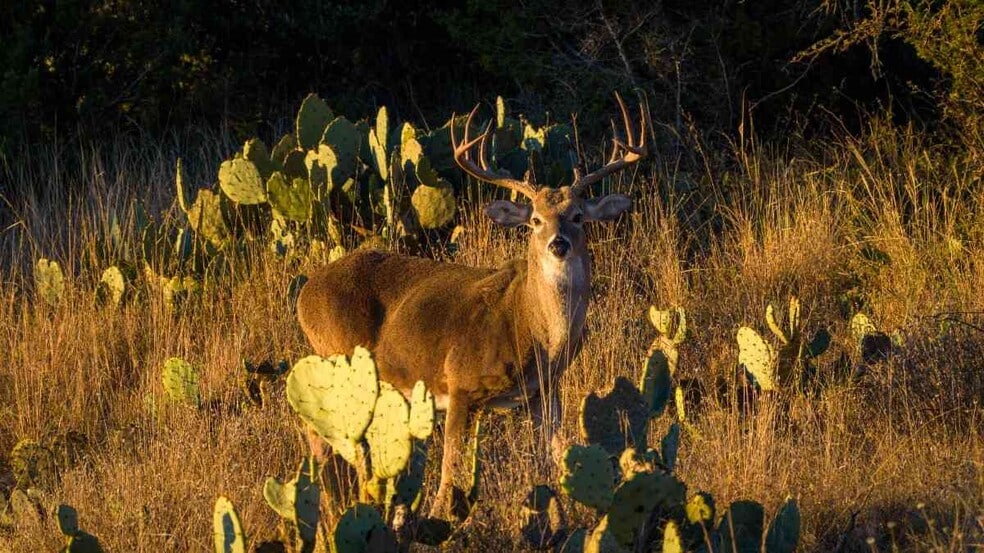 917 Bear Springs rd, Mason, TX à vendre - Photo principale - Image 1 de 38