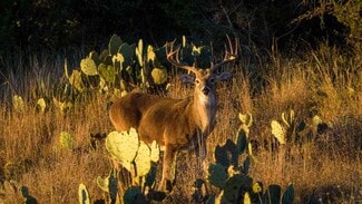 Plus de détails pour 917 Bear Springs rd, Mason, TX - Terrain à vendre