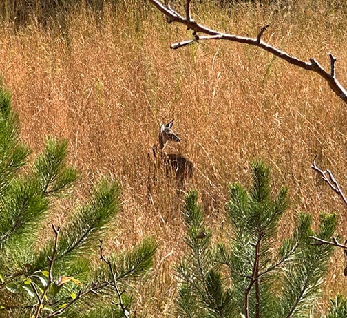2350 Squirrel Hunting Road, Morganton, GA for sale - Building Photo - Image 3 of 13