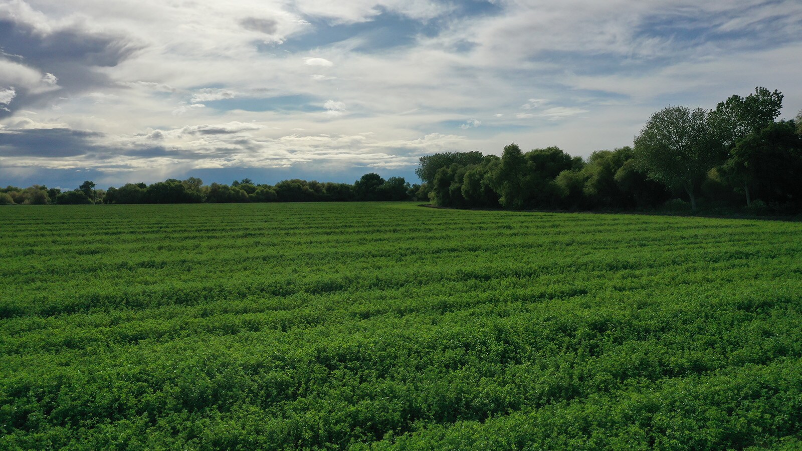 E & W sides of Hereford Rd N of Palazzo rd, Los Banos, CA à vendre Photo principale- Image 1 de 6