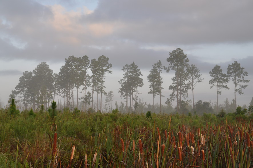 Allen Parish, Dry Creek, LA à vendre - Autre - Image 1 de 1