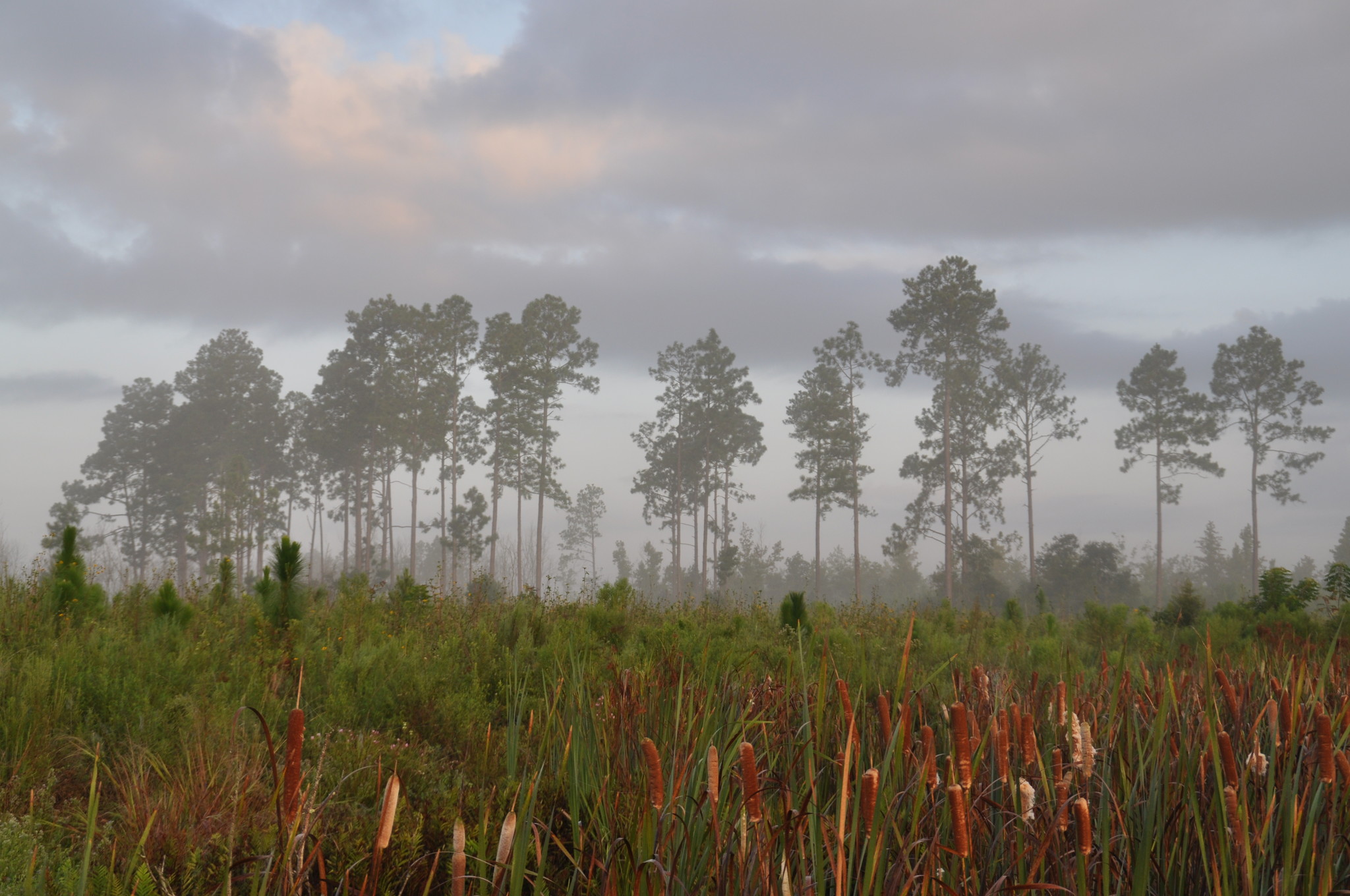 Allen Parish, Dry Creek, LA à vendre Autre- Image 1 de 1