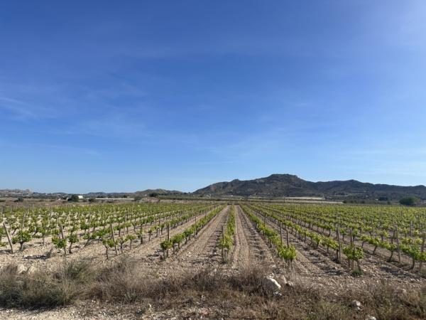 Terrain dans Novelda, Alicante à vendre Aérien- Image 1 de 8