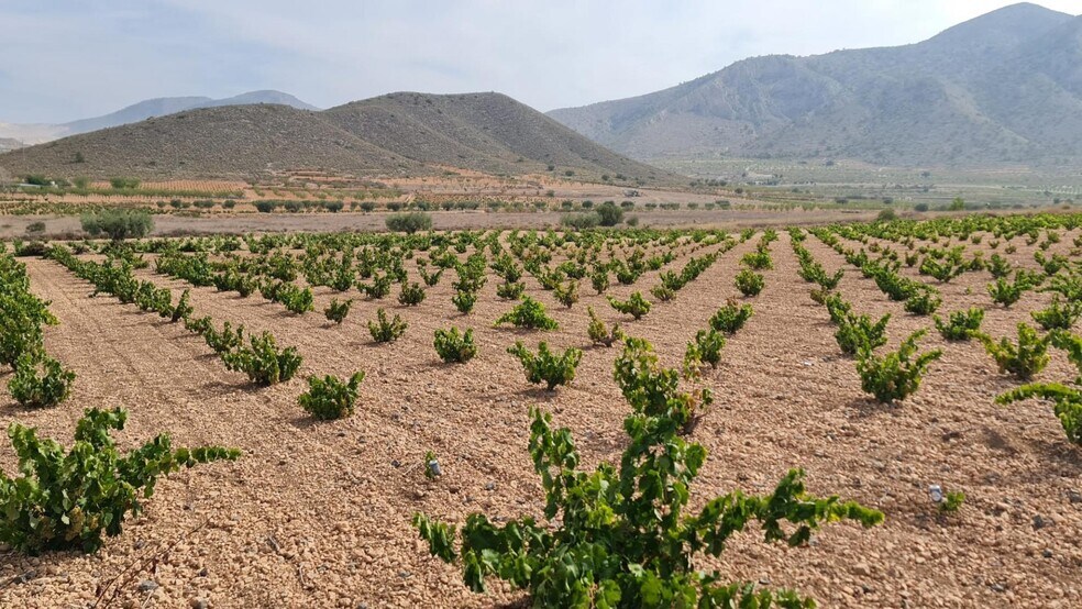 Terrain dans Abanilla, Murcia à vendre - Photo principale - Image 3 de 13