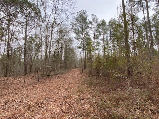 0 Pineville Road, Marion County, Buena Vista, GA for sale - Interior Photo - Image 1 of 1