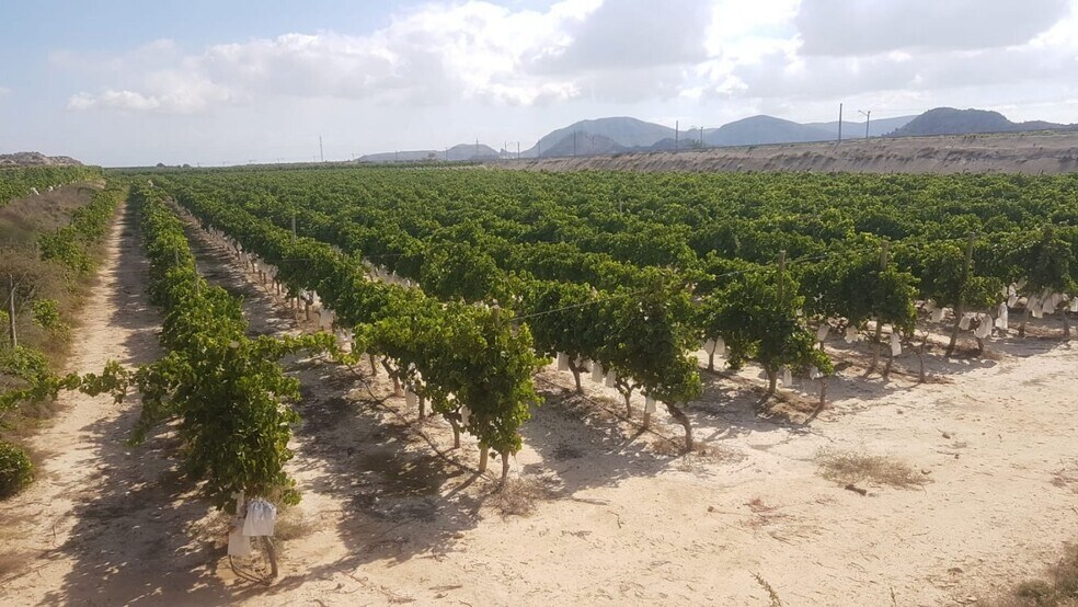 Terrain dans Agost, Alicante à vendre - Aérien - Image 2 de 9