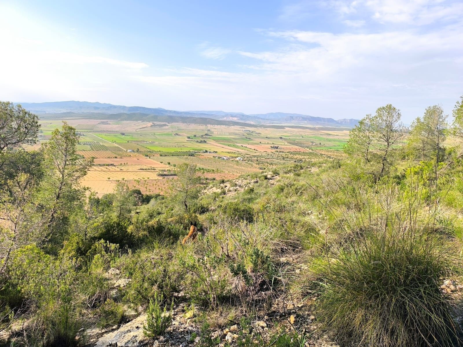 Terrain dans Yecla, Murcia à vendre Aérien- Image 1 de 16