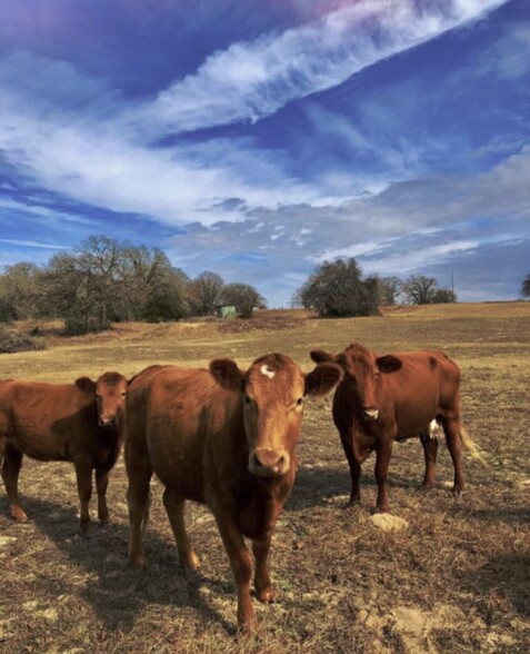 5115 COUNTY ROAD 455, Thorndale, TX for sale - Building Photo - Image 1 of 1