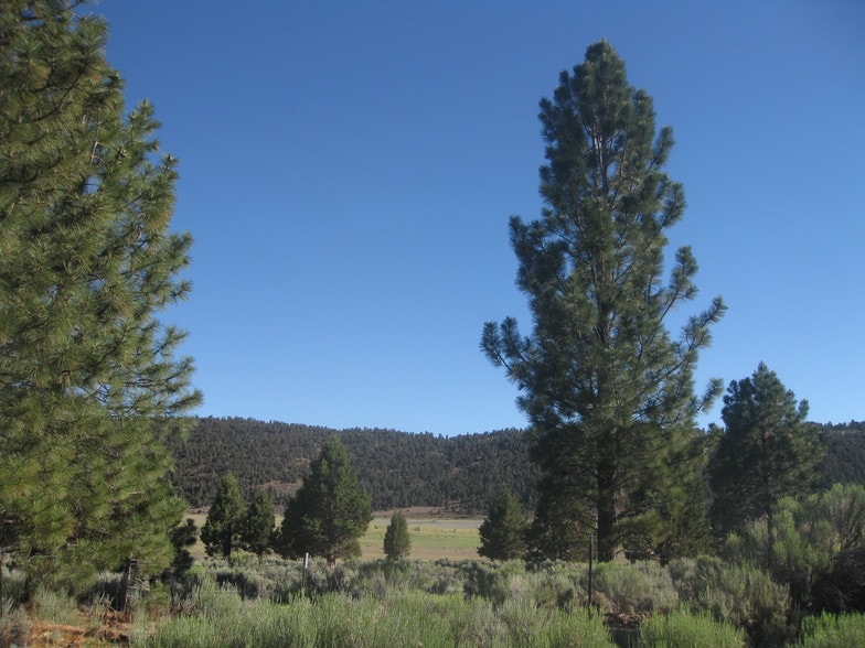2805 Cedar, Big Bear City, CA for sale - Building Photo - Image 2 of 2