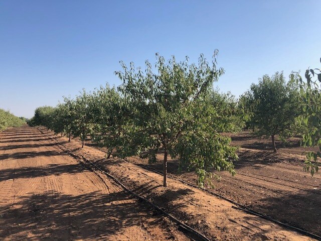 86.5 +- ac Organic Almonds Shaw Avenue Clovis Ca, Clovis, CA for sale - Primary Photo - Image 1 of 7