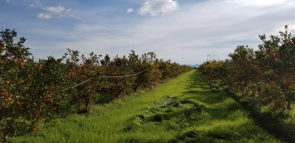 W Side Cove Ave S Of Central Ave, Reedley, CA for sale - Other - Image 1 of 1