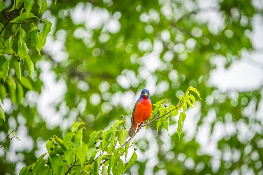 County Road 2592, Marietta, TX à vendre - Autre - Image 3 de 38