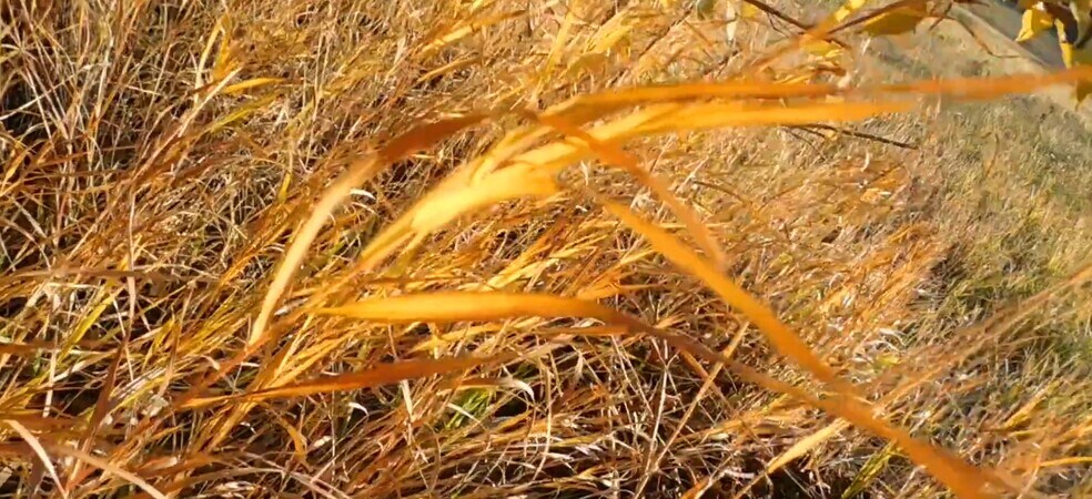 3771 72nd St, Live Oak, FL à vendre - Vidéo sur l’inscription commerciale - Image 2 de 7