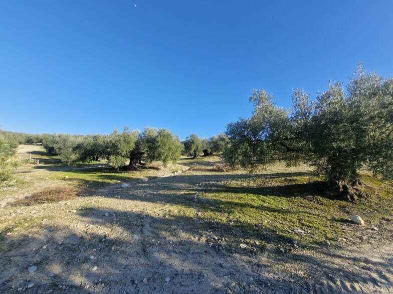 Polígono Ua-10, Parcela 164, Montilla, Córdoba for sale - Building Photo - Image 2 of 15