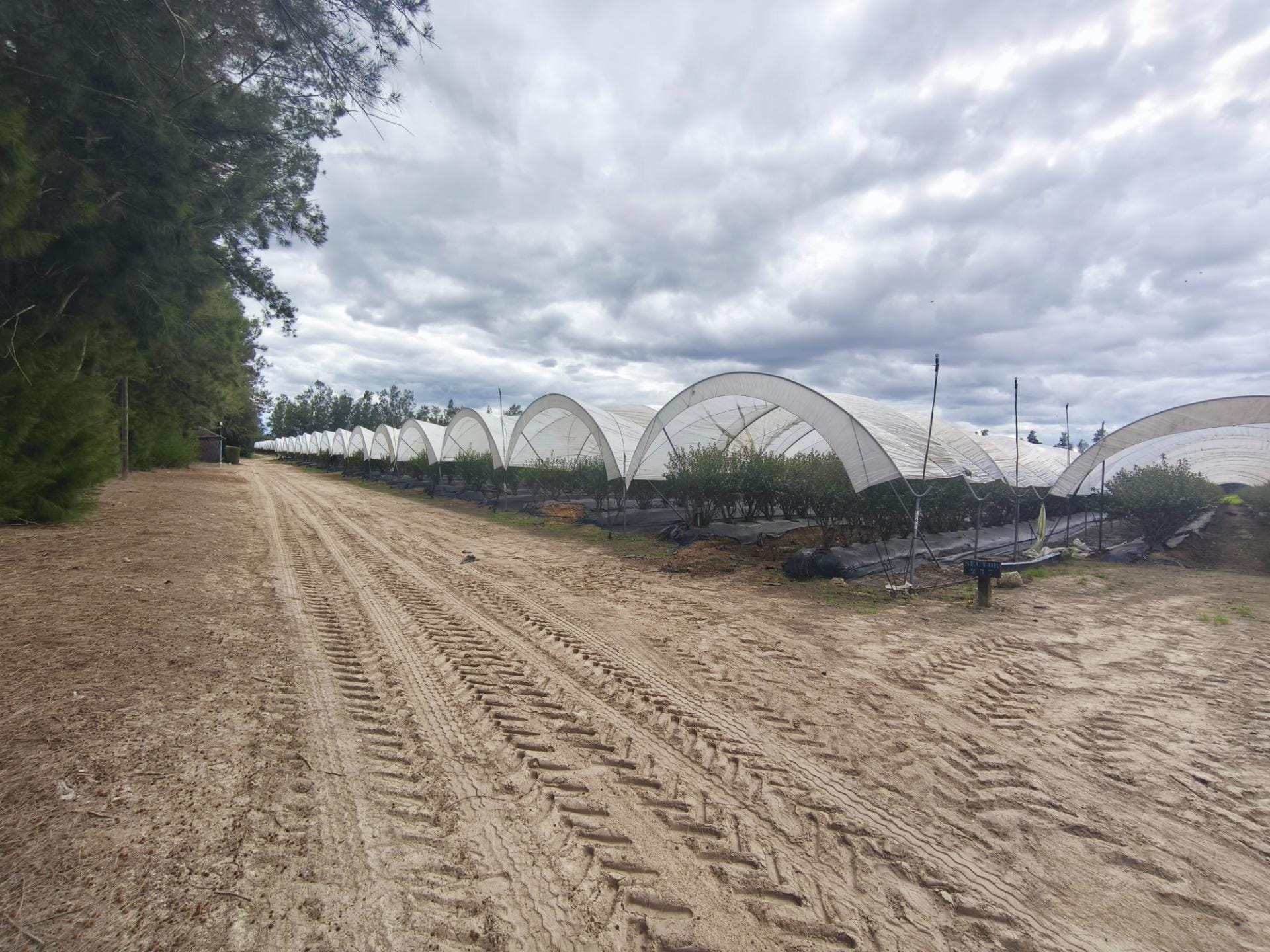 Land in Almonte, Huelva for sale Primary Photo- Image 1 of 19