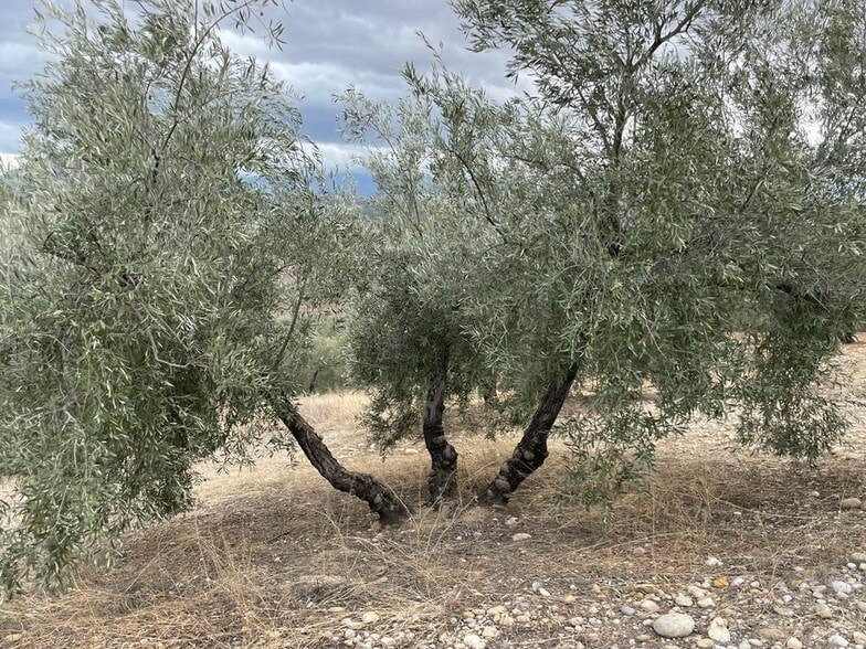 Land in Jaén, Jaén for sale - Building Photo - Image 3 of 22
