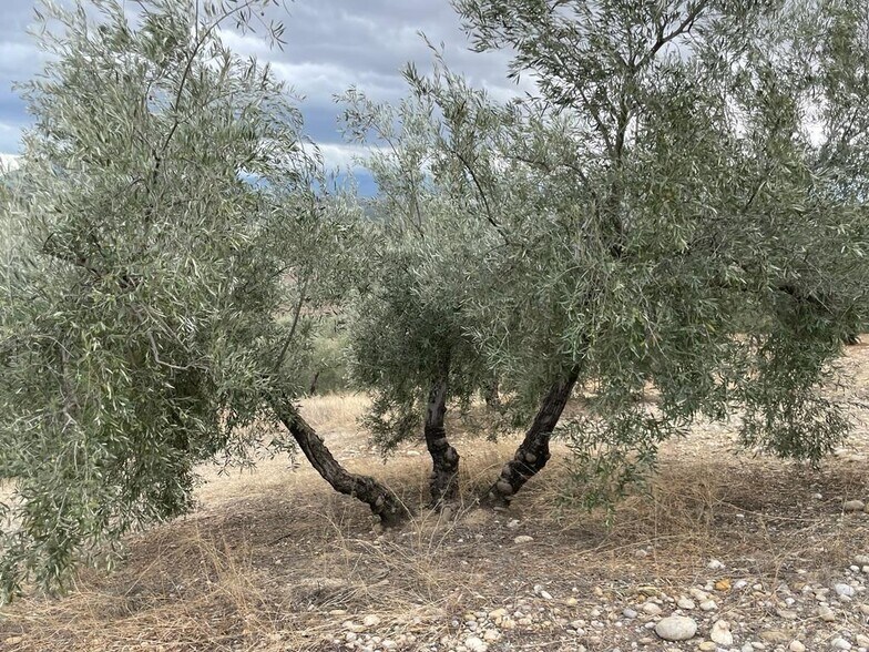 Terrain dans Jaén, Jaén à vendre - Photo du bâtiment - Image 3 de 22