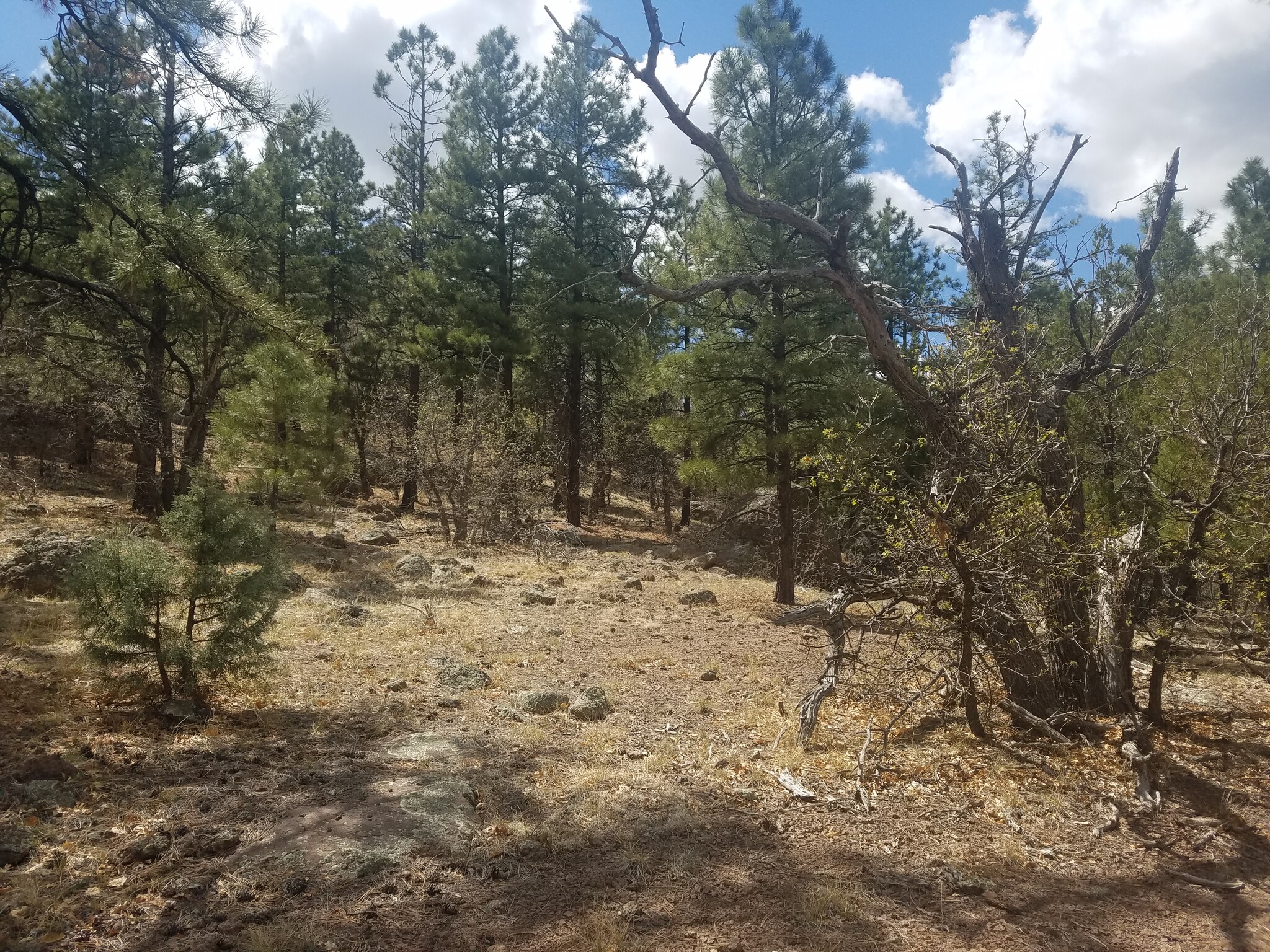 Forest Canyon Estates, Williams, AZ for sale Primary Photo- Image 1 of 1