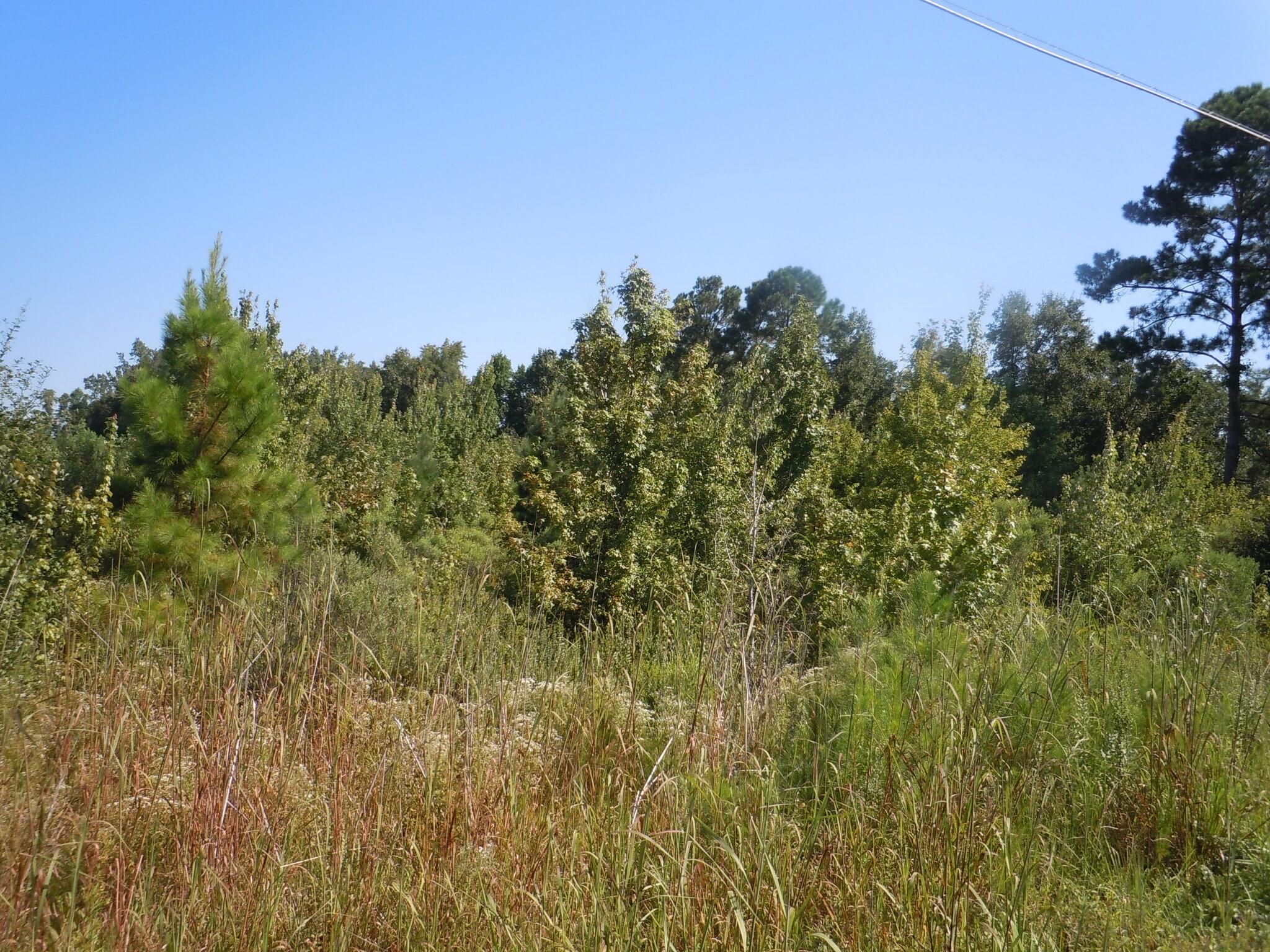 Near 10700 Andrew Jackson Highway, Fair Bluff, NC for sale Other- Image 1 of 4