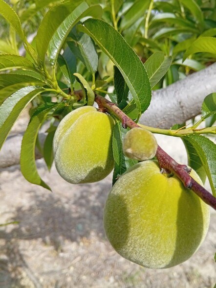 Terrain dans Cieza, Murcia à vendre - Photo du bâtiment - Image 3 de 7