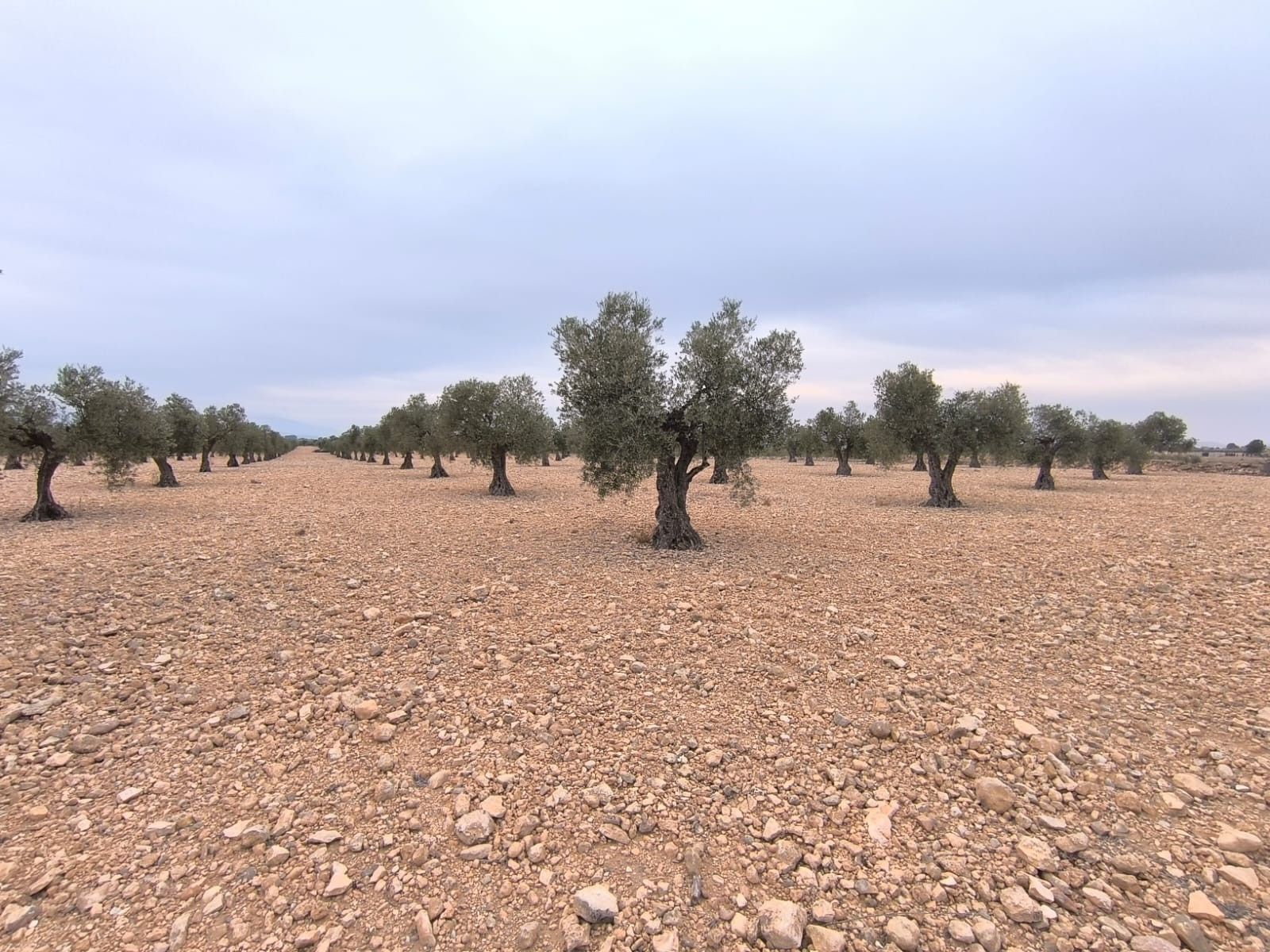 Terrain dans San José, Yecla, Ayuntamiento, MURCIA à vendre Photo du bâtiment- Image 1 de 8