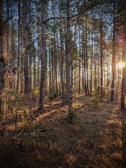 Highway 280 & Highway, Abbeville, GA for sale - Building Photo - Image 1 of 13