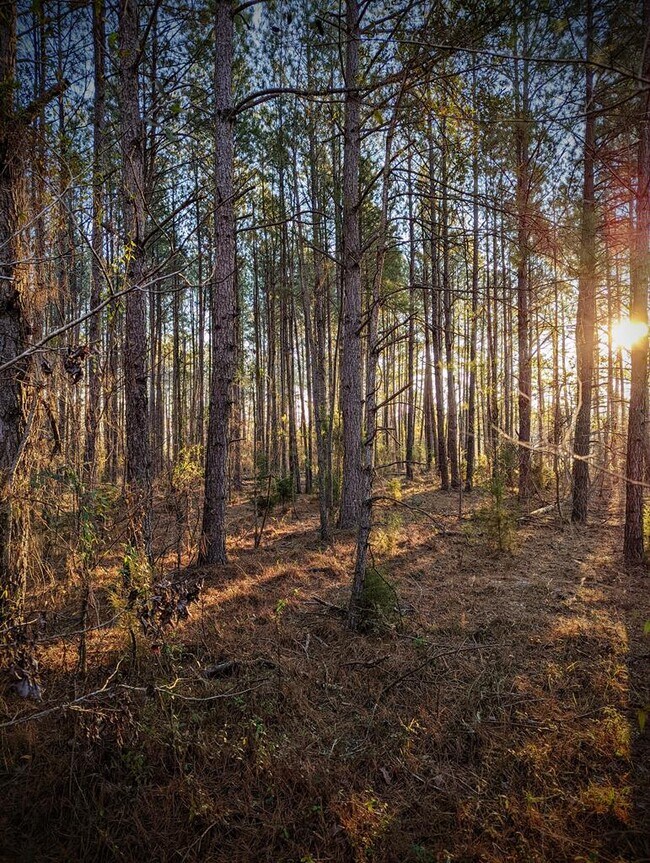 More details for Highway 280 & Highway, Abbeville, GA - Land for Sale