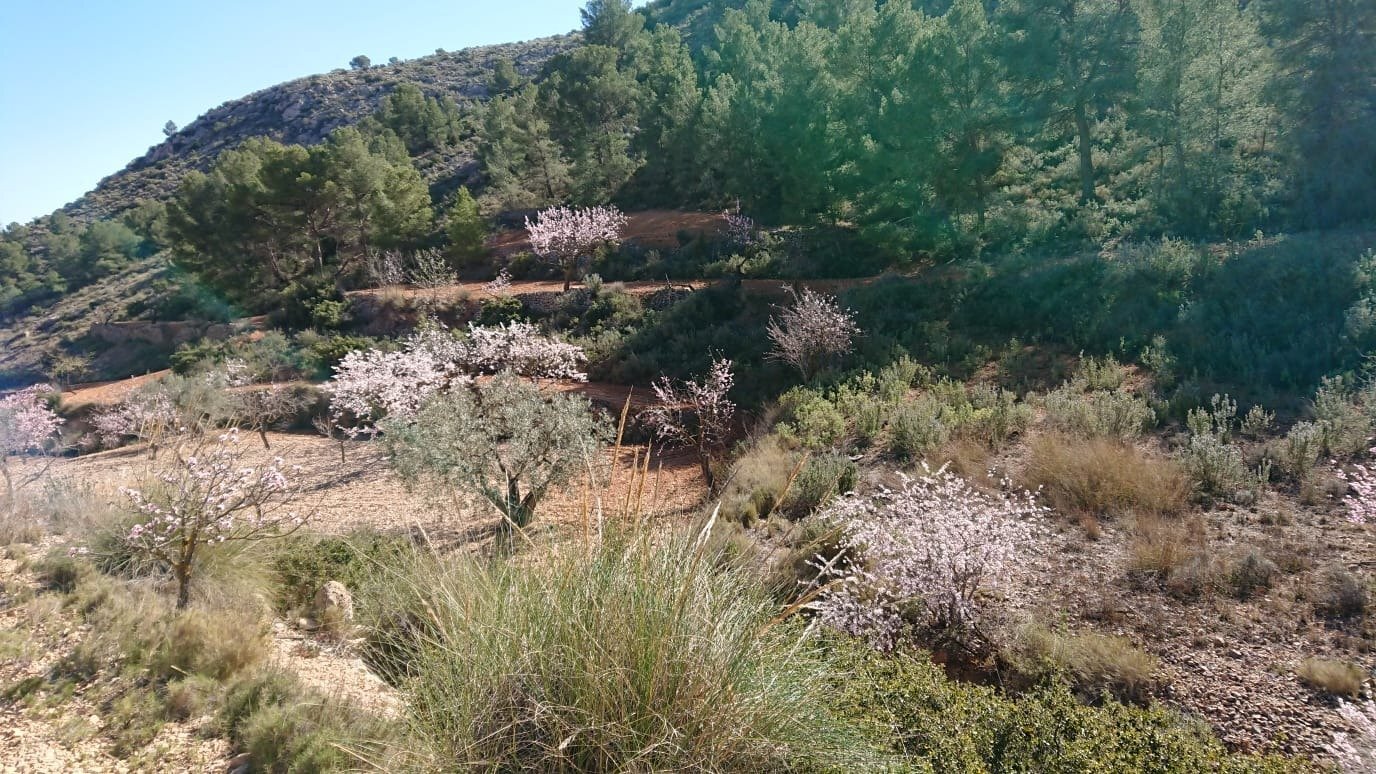 Terrain dans Totana, Murcia à vendre Photo du bâtiment- Image 1 de 9