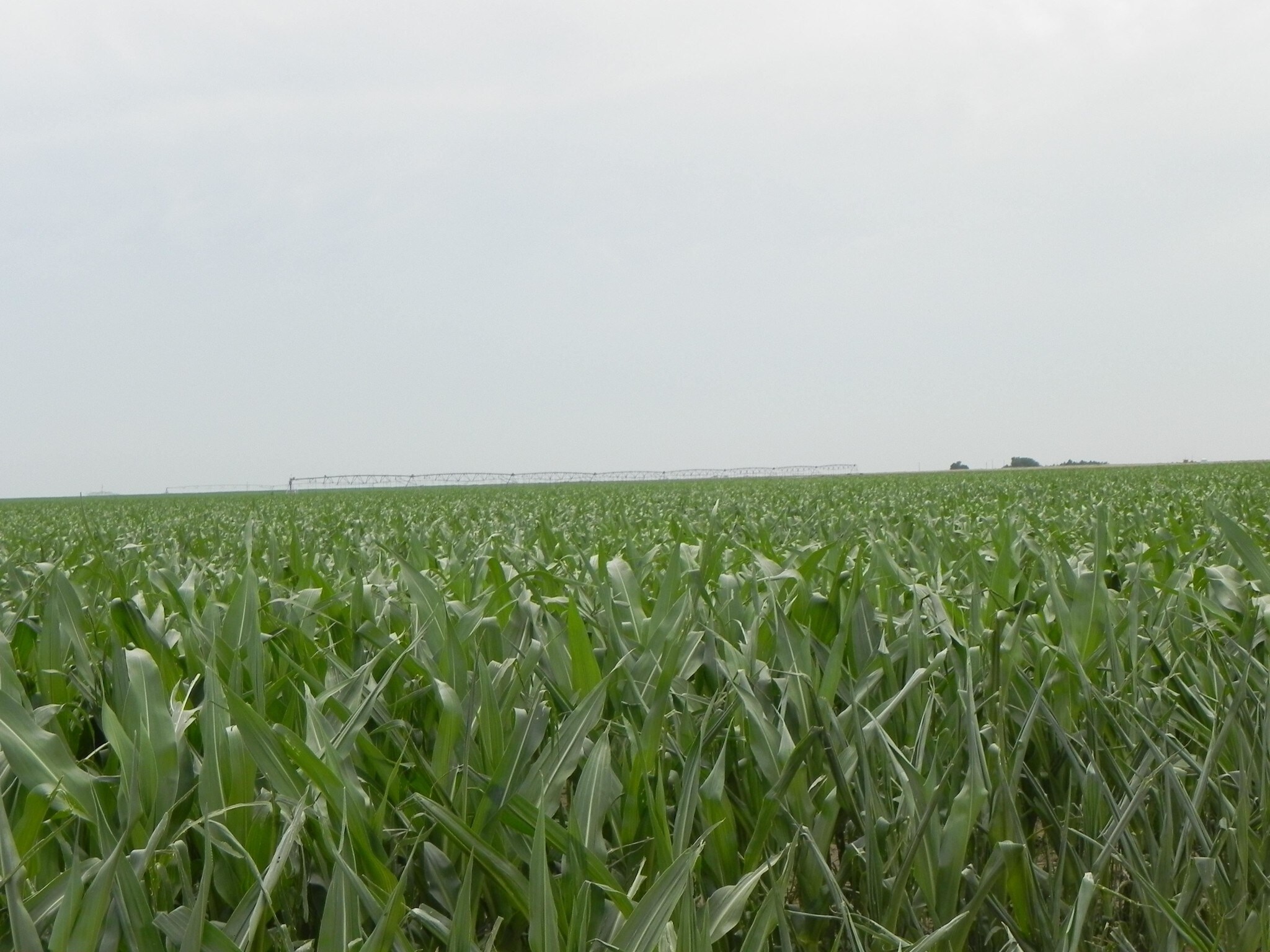 960 Acres In Cimarron County Ok, Texhoma, OK à vendre Autre- Image 1 de 2