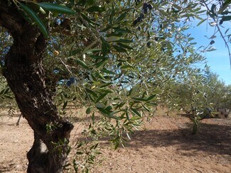 Plus de détails pour Camí els Tarongers, Ontinyent - Terrain à vendre