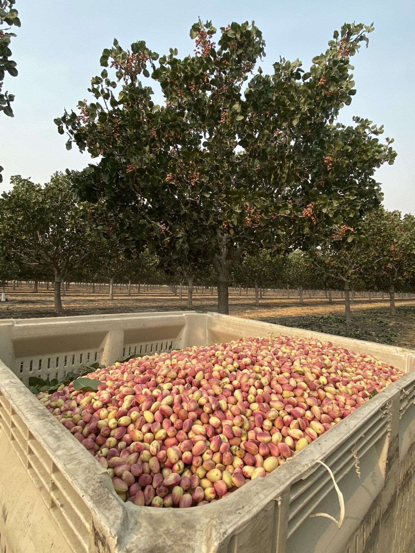 8307 S Contra Costa Rd, Tranquillity, CA à vendre Photo du bâtiment- Image 1 de 4