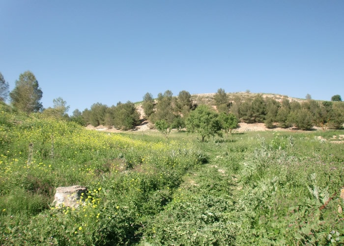 Land in Ocaña, Toledo for sale - Building Photo - Image 3 of 22