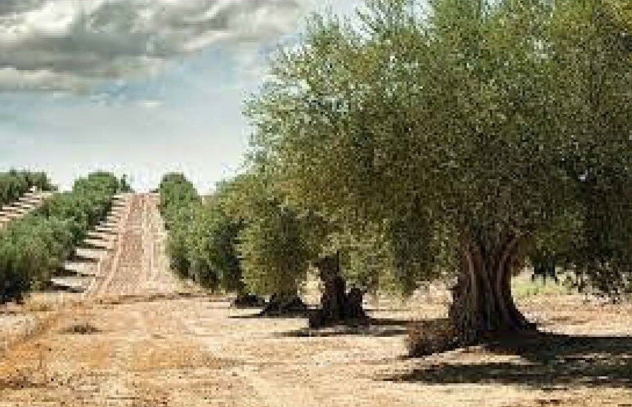 Carrer del Mar, Rossell, Castellón for sale - Aerial - Image 1 of 1