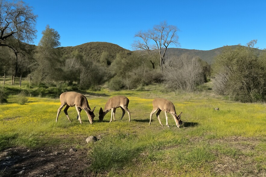 9955 Hwy CA 49 9955 Highway CA 49, Coulterville, CA for sale - Building Photo - Image 3 of 5