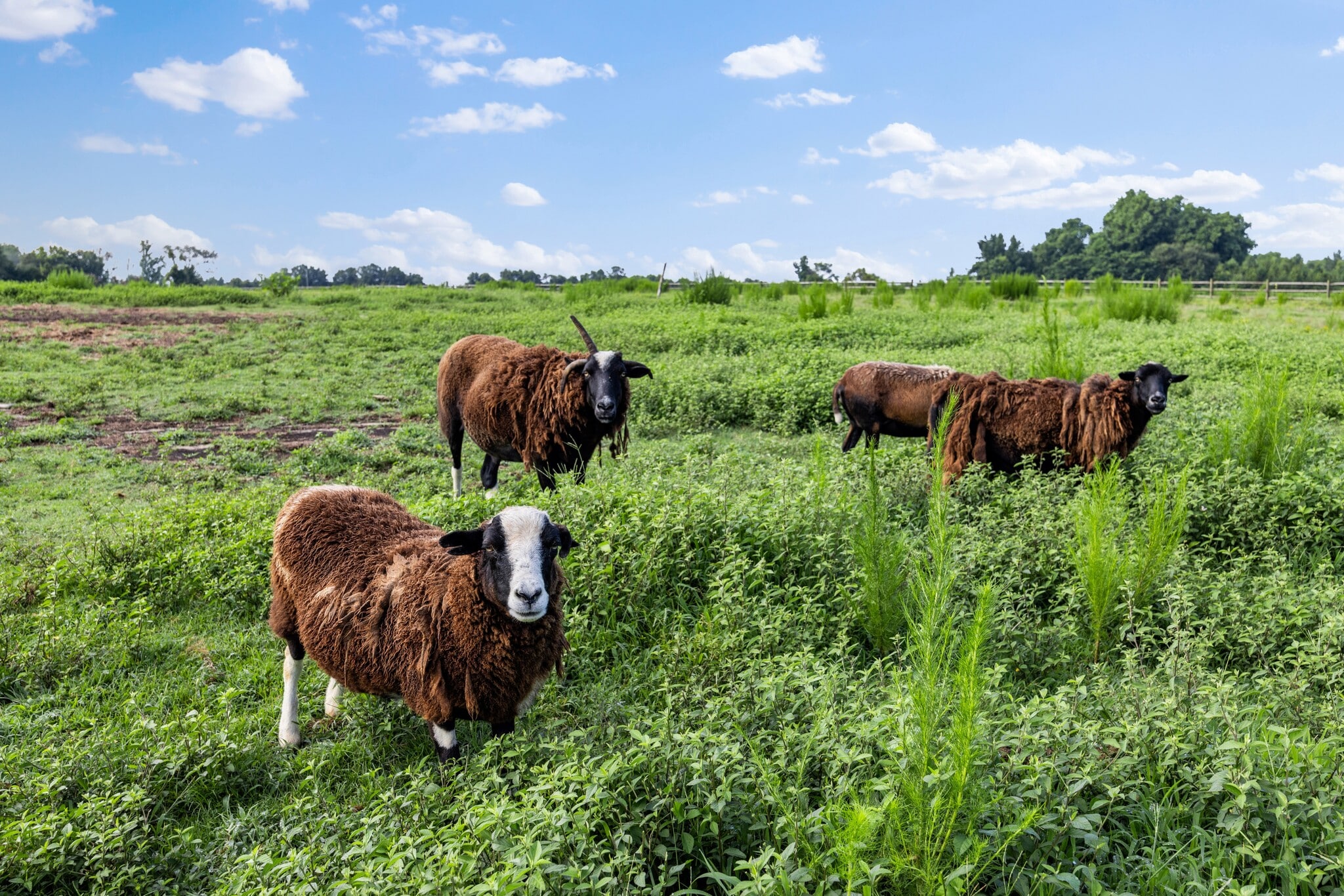 1489 Live Oak Rd, Coats, NC for sale Building Photo- Image 1 of 46