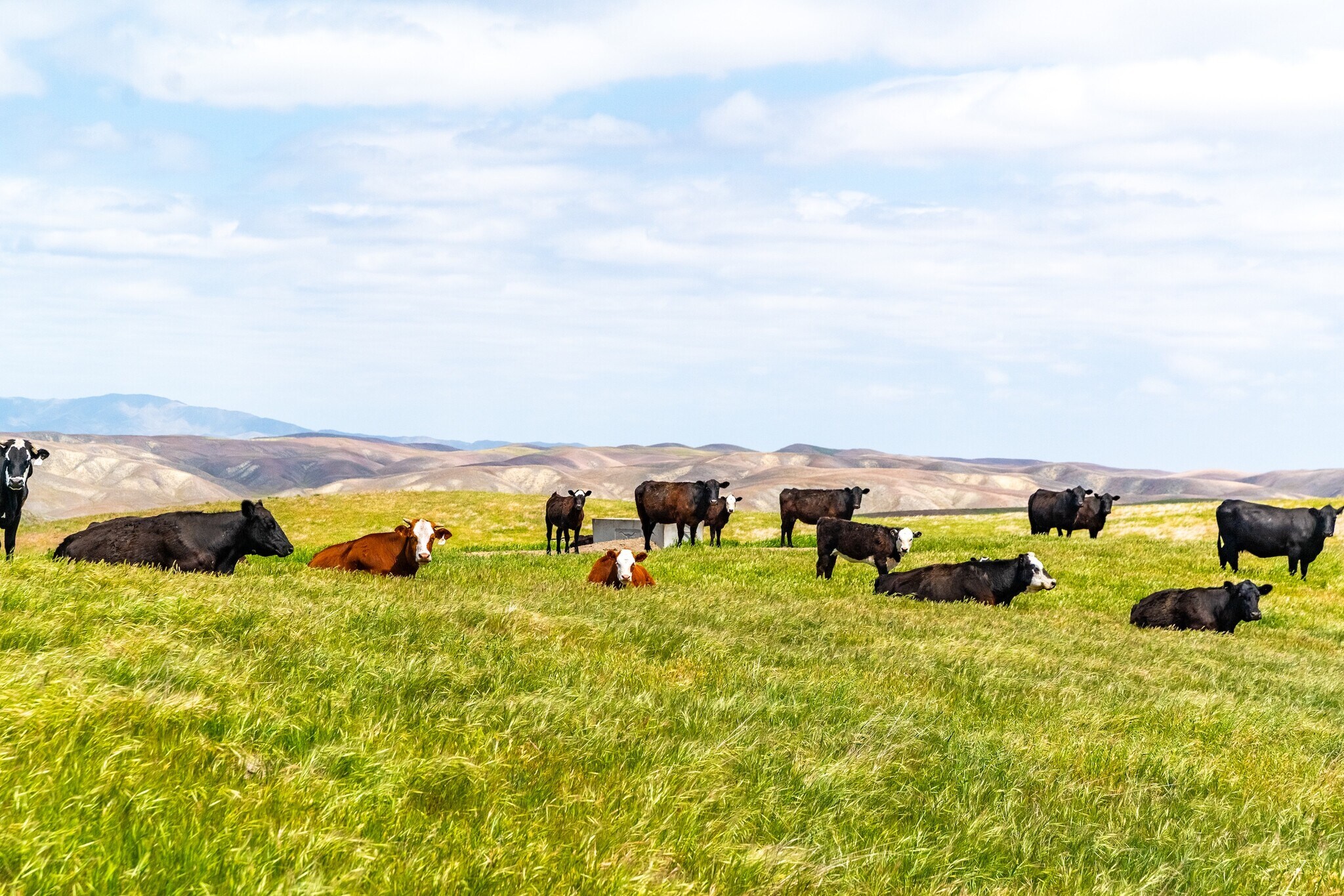 8050 Bitterwater Rd, Shandon, CA à vendre Photo du bâtiment- Image 1 de 29