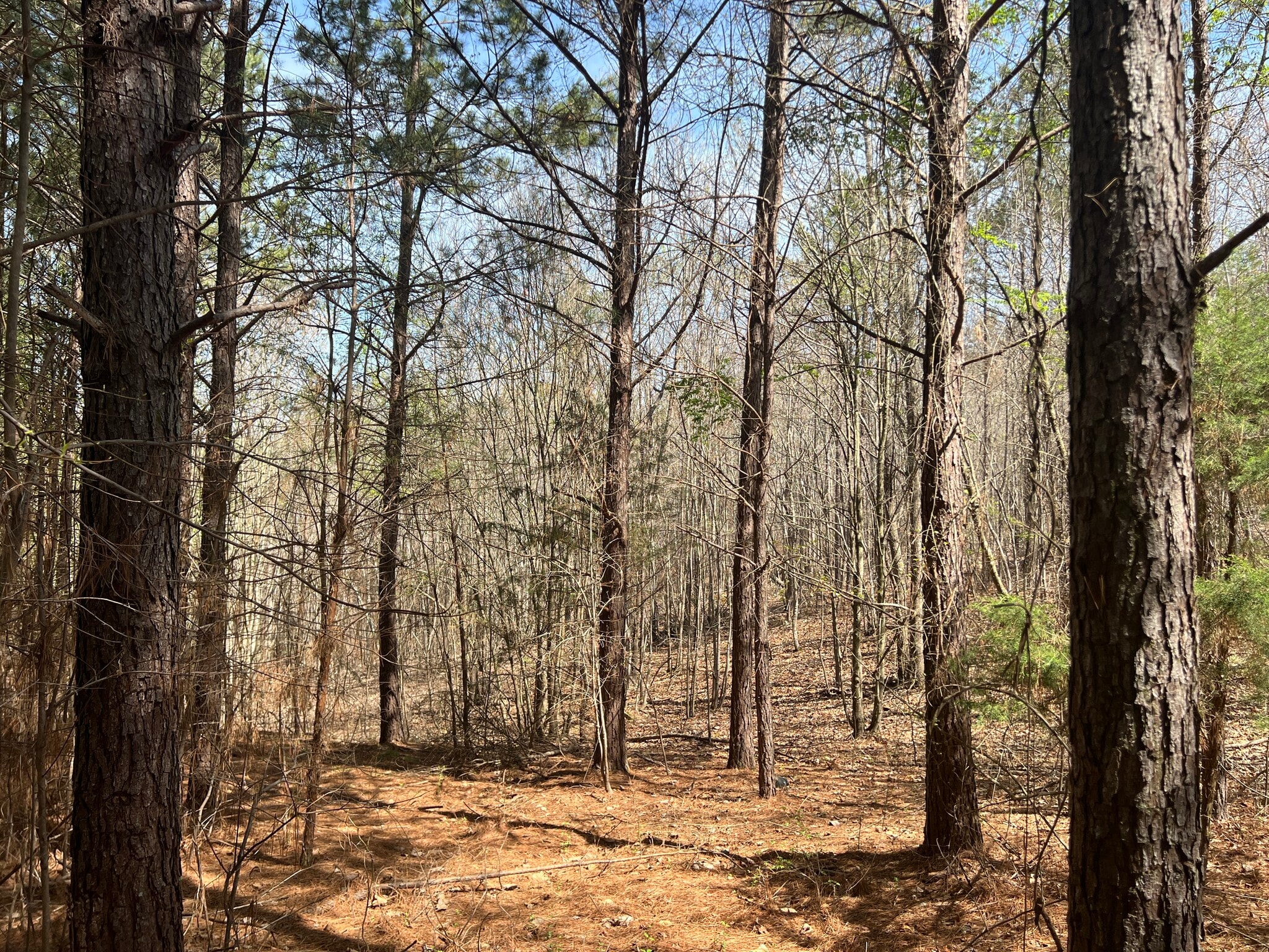 16 Unbridled Rd SE, Rome, GA for sale Primary Photo- Image 1 of 8