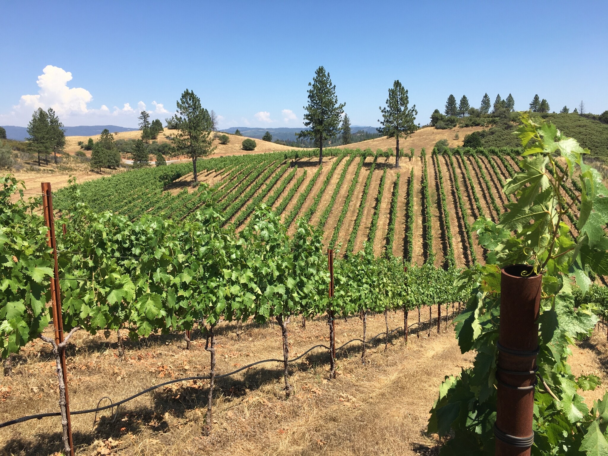 7005 Mountain Ranch Rd, Mountain Ranch, CA for sale Primary Photo- Image 1 of 24