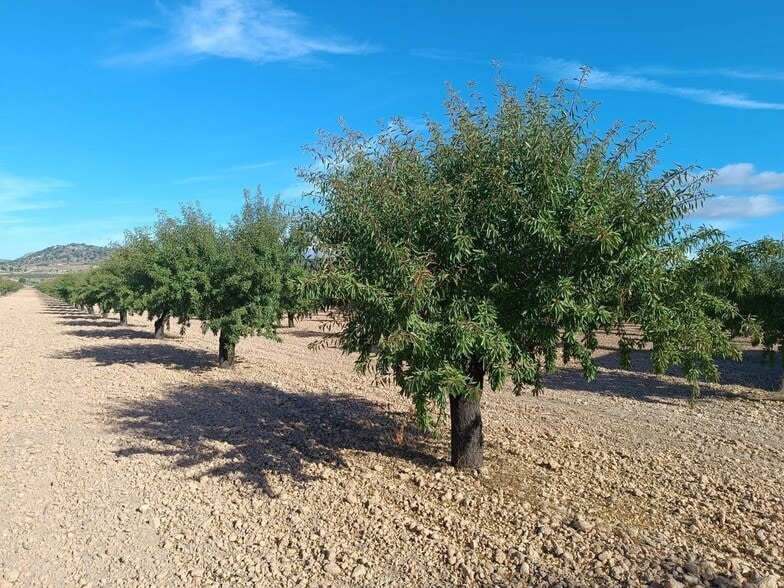 Land in MURCIA for sale - Primary Photo - Image 3 of 7