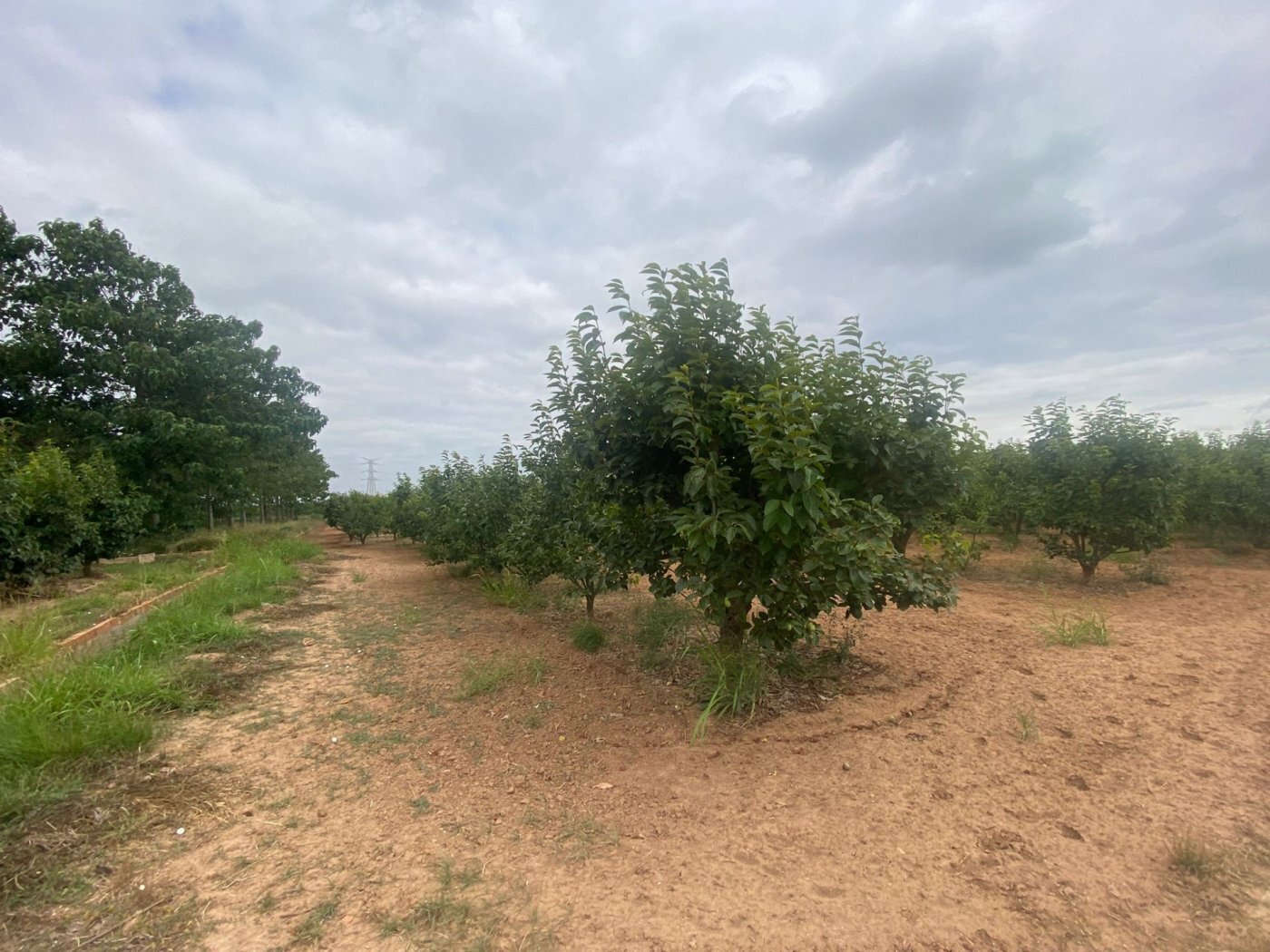 Mataburres, Carlet, Alrededores, Carlet, Valencia for sale Primary Photo- Image 1 of 11